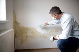 Why You Should Choose Our Mold Remediation Services in Bee Cave, TX